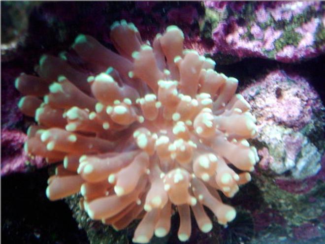 corals inverts - euphyllia paradivisa - frogspawn coral stocking in 55 gallons tank - frogspawn
