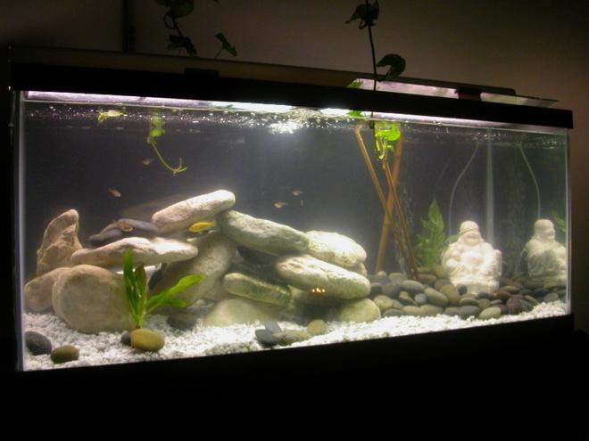 75 gallons freshwater fish tank (mostly fish and non-living decorations) - My New Baby