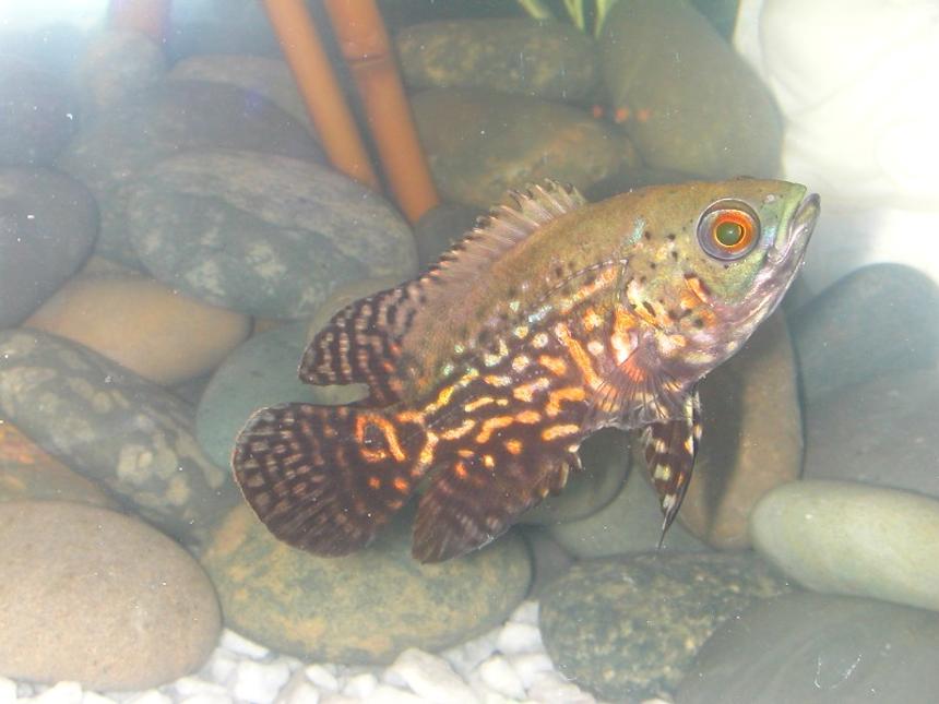 Rated #1611: Freshwater Fish - Astronotus Ocellatus - Zebra Oscar Stocking In 75 Gallons Tank - Oscar - Fresh from store
-just ate 3 of my bleeding heart tetras