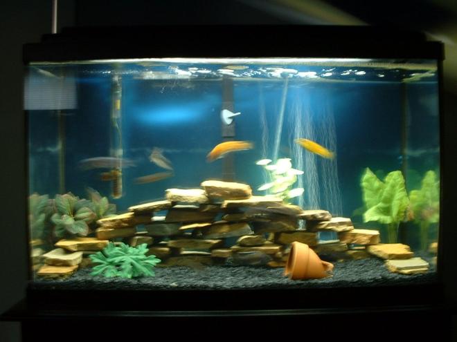 30 gallons freshwater fish tank (mostly fish and non-living decorations) - My first african cichlid tank! 30 gallon regular, african cichlid tank. Mixed african cichlids, clown loaches. Sorry its a little out of focus.