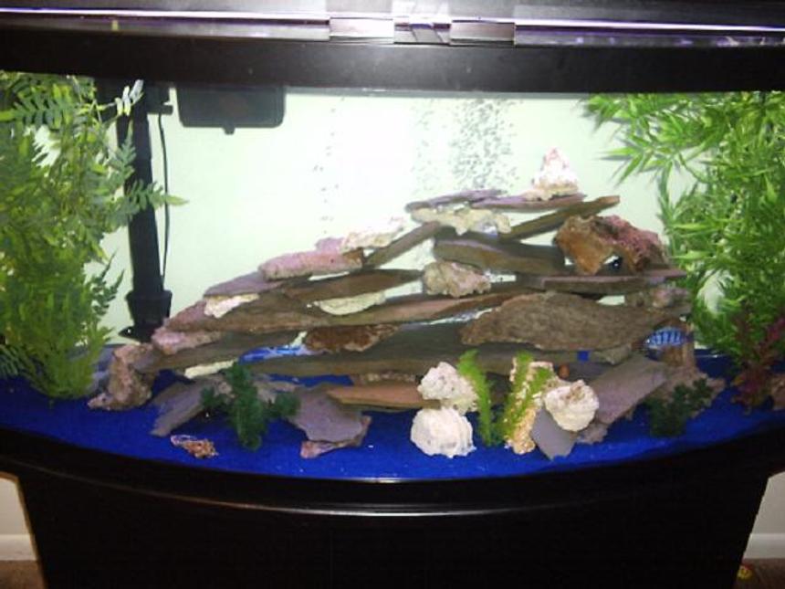 Rated #2963: 72 Gallons Freshwater Fish Tank - 72 gallon bow front tank