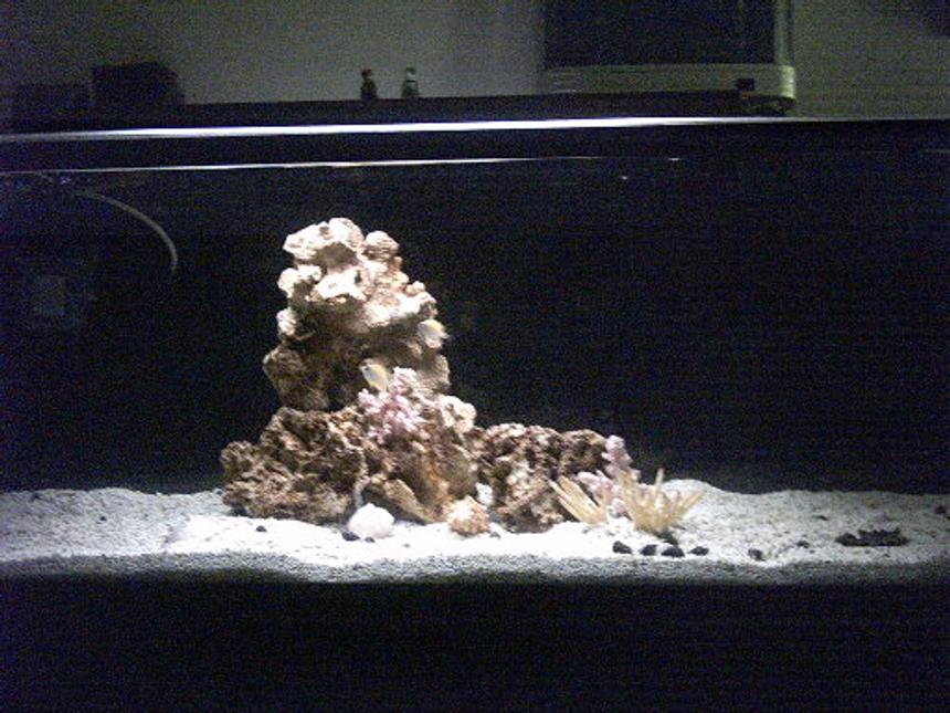Rated #431: 70 Gallons Saltwater Fish Tank - My BABY!