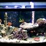 72 gallons reef tank (mostly live coral and fish) - The Tank at 190 days from initial set up.