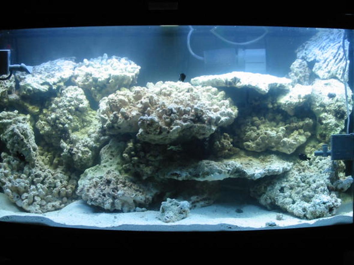 46 gallons reef tank (mostly live coral and fish) - cycling