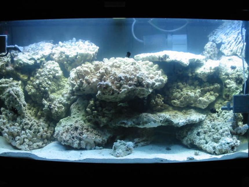 Rated #1283: 46 Gallons Reef Tank - cycling