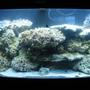 46 gallons reef tank (mostly live coral and fish) - cycling