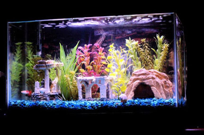 Rated #3368: 10 Gallons Freshwater Fish Tank - My first fish tank is a 10 gallon community tank.  It has 3 guppies, a platy, 3 blood fin tetras, 2 mollies 3 cory catfish, 1 albino cory catfish, 1 red tail shark and a snail.