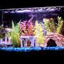 10 gallons freshwater fish tank (mostly fish and non-living decorations) - My first fish tank is a 10 gallon community tank. It has 3 guppies, a platy, 3 blood fin tetras, 2 mollies 3 cory catfish, 1 albino cory catfish, 1 red tail shark and a snail.