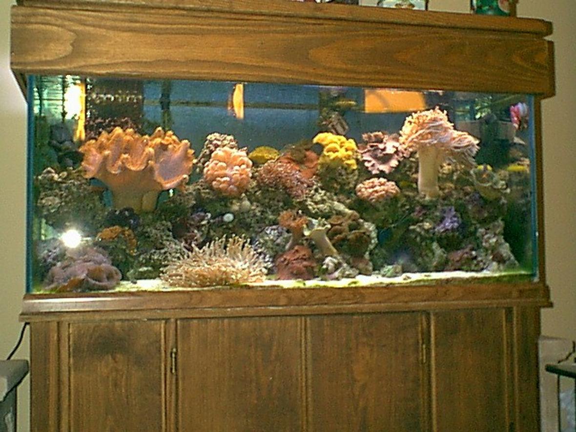 75 gallons reef tank (mostly live coral and fish) - 75 gal reef