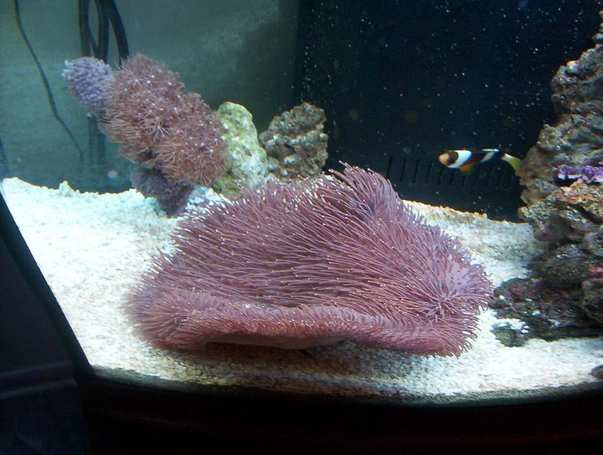 Rated #299: Corals Inverts - Sarcophyton Sp. - Long Polyp Leather Stocking In 72 Gallons Tank - the leather