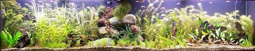 Rated #293: Planted Tank - tank