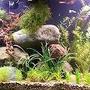 planted tank (mostly live plants and fish) - tank