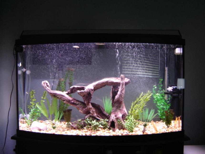 Rated #2763: 46 Gallons Freshwater Fish Tank - 46g bowfront, 3 goldfish, 3 skirt tetra, 1 plecto 9 zebra danios
use a Penguin 330, and a aquaclear powerhead
