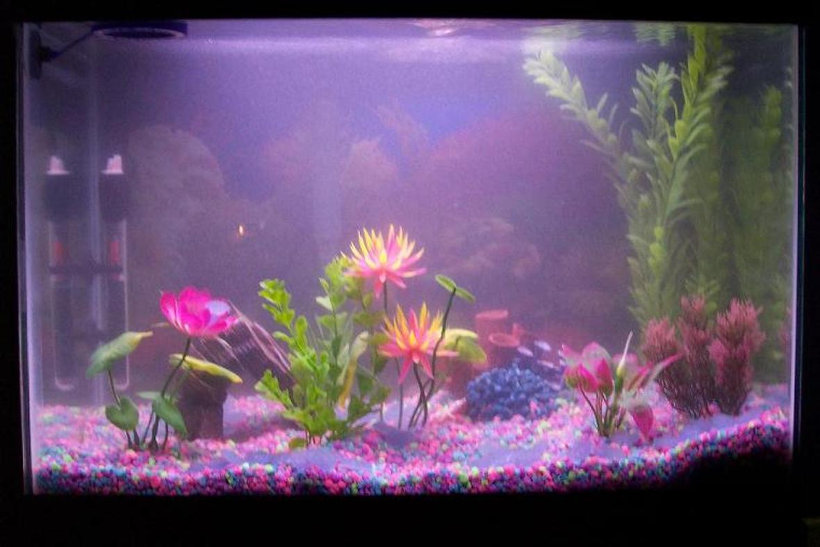 30 gallons freshwater fish tank (mostly fish and non-living decorations) - 30 GALLON TANK WITH ACUACLEAR 70 FILTER, 100 W HEATER. AT THE CYCLING STAGE RIGHT NOW. WILL PUT TROPICAL FISH IN SOON,