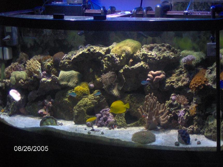 Rated #780: 72 Gallons Reef Tank - 72 gal