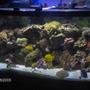 72 gallons reef tank (mostly live coral and fish) - 72 gal