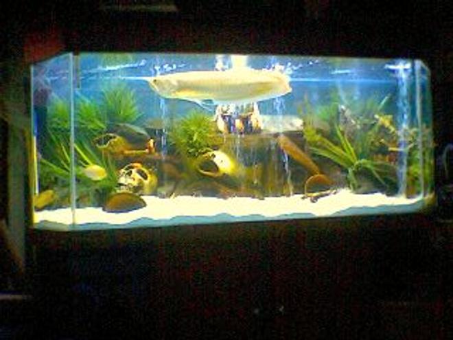 120 gallons freshwater fish tank (mostly fish and non-living decorations) - arrowana