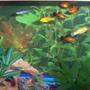 30 gallons freshwater fish tank (mostly fish and non-living decorations) - Community of primarily live-bearers