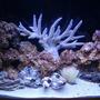 33 gallons reef tank (mostly live coral and fish) - This is day 5