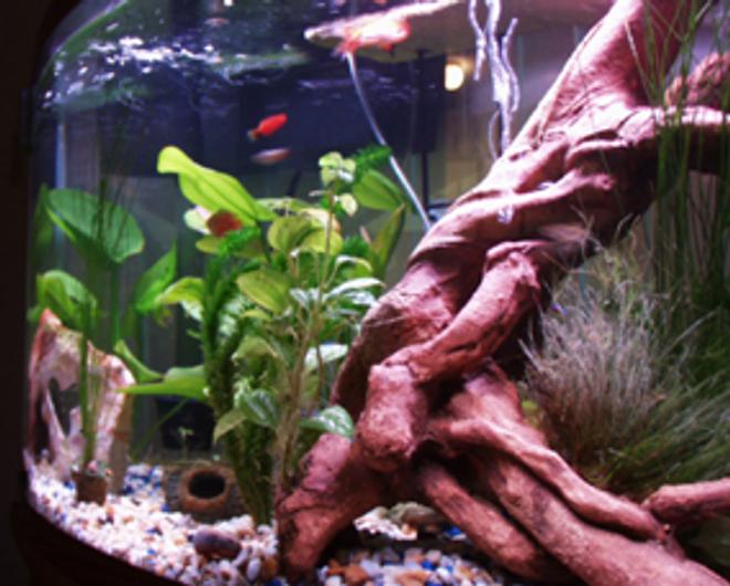 46 gallons planted tank (mostly live plants and fish) - What a change in layout can do.
