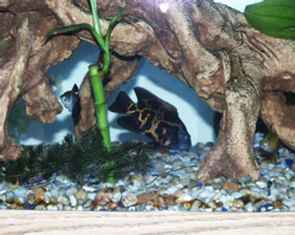 freshwater fish - astronotus ocellatus - zebra oscar stocking in 46 gallons tank - Here is an Oscar, which lasted in my tank for about 4 Months. I had to trade him in because as he grew the more agressive it became. It finally bit my Snow Flake Eel which was the last straw.