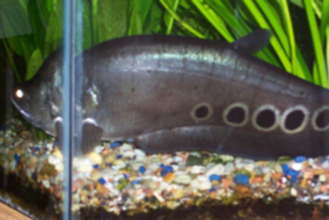 freshwater fish - notopterus chitala - clown knife fish stocking in 46 gallons tank - Here is the Knive fish, after making a cameo role on the main picture (he is behind the Log, you can see his dorsal fin). I was able to drive him out of his cubby hole for a picture.