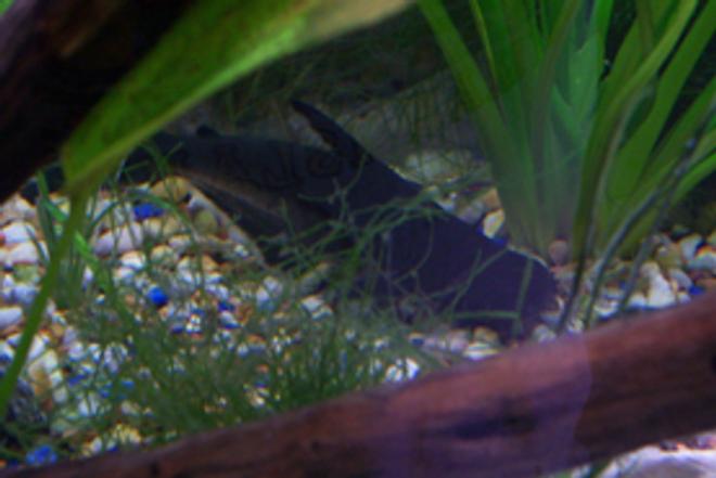freshwater fish - pangasius hypophthalmus - iridescent shark stocking in 46 gallons tank - Here is a picture of the Iradescent Shark Cat Fish. As you can see he is not a very active fellow him and the knive fish are buddies they just lay in hidding all the time.