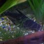 freshwater fish - pangasius hypophthalmus - iridescent shark stocking in 46 gallons tank - Here is a picture of the Iradescent Shark Cat Fish. As you can see he is not a very active fellow him and the knive fish are buddies they just lay in hidding all the time.
