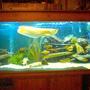 120 gallons freshwater fish tank (mostly fish and non-living decorations) - :o)
