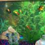 30 gallons freshwater fish tank (mostly fish and non-living decorations) - Community of primarily live-bearers