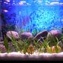15 gallons freshwater fish tank (mostly fish and non-living decorations) - 15 gal tank