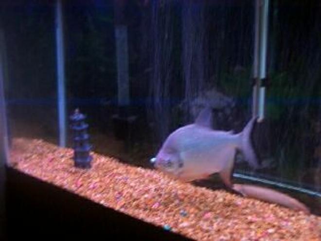 freshwater fish - colossoma brachypomus - pacu stocking in 55 gallons tank - Pacu