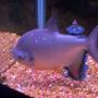 freshwater fish - colossoma brachypomus - pacu stocking in 55 gallons tank - Pacu1