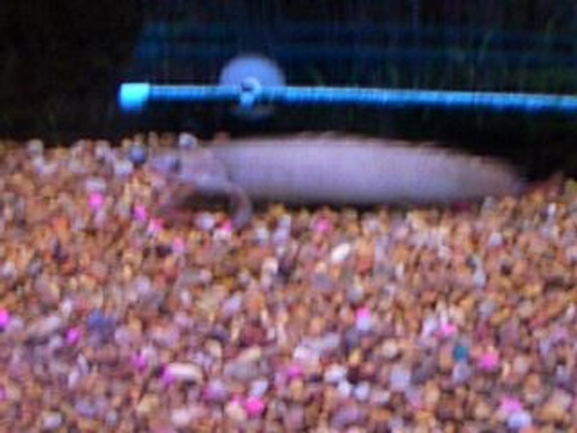 freshwater fish - polypterus senegalus - cuvier bichir stocking in 55 gallons tank - eel