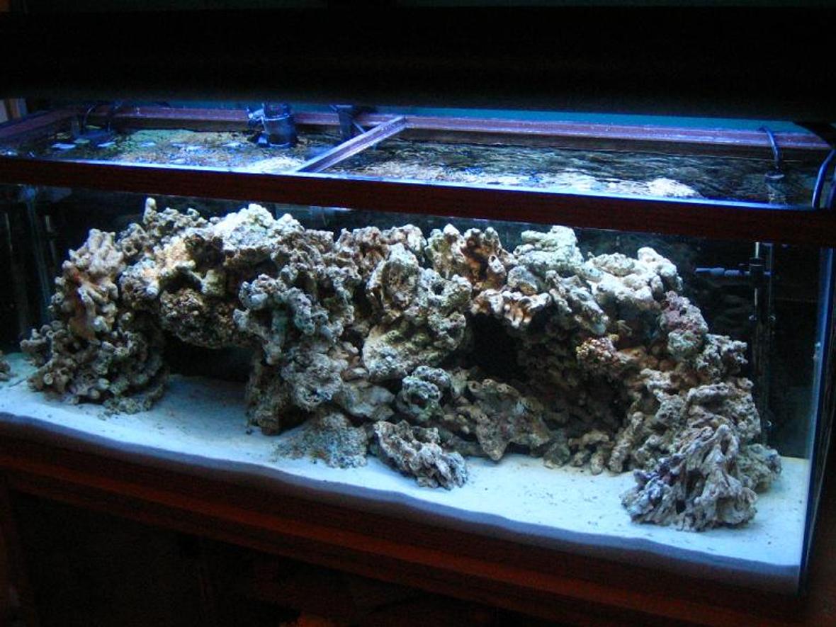 50 gallons reef tank (mostly live coral and fish) - The tank at 2.5 weeks old.