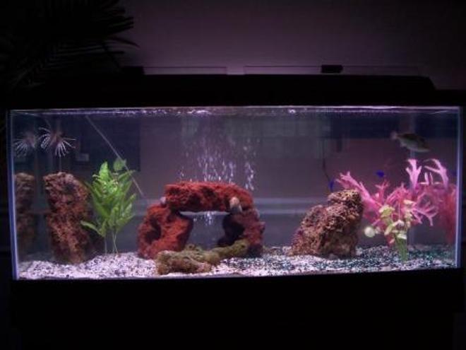 75 gallons saltwater fish tank (mostly fish, little/no live coral) - first tank no help, how did I do?