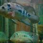freshwater fish - aequidens rivulatus - green terror stocking in 40 gallons tank - flowerhorn