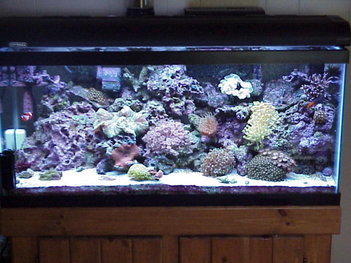 30 gallons reef tank (mostly live coral and fish) - 30 gal mini reef