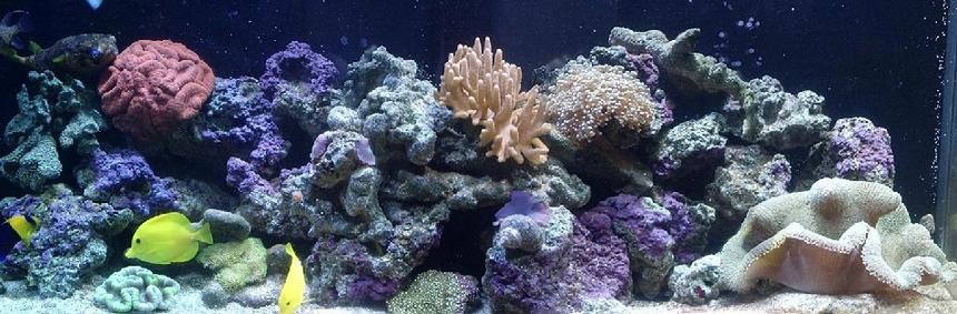 Rated #559: 110 Gallons Reef Tank - My tank