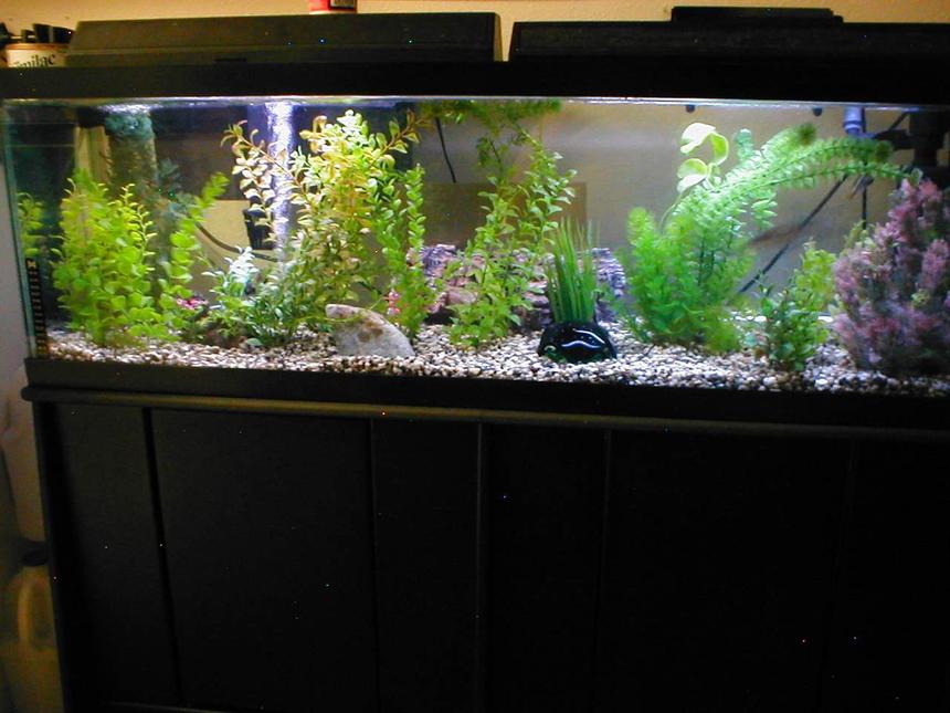 Rated #1827: 40 Gallons Freshwater Fish Tank - Full Tank Shoot of my 40 Gallon