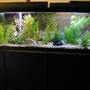 40 gallons freshwater fish tank (mostly fish and non-living decorations) - Full Tank Shoot of my 40 Gallon
