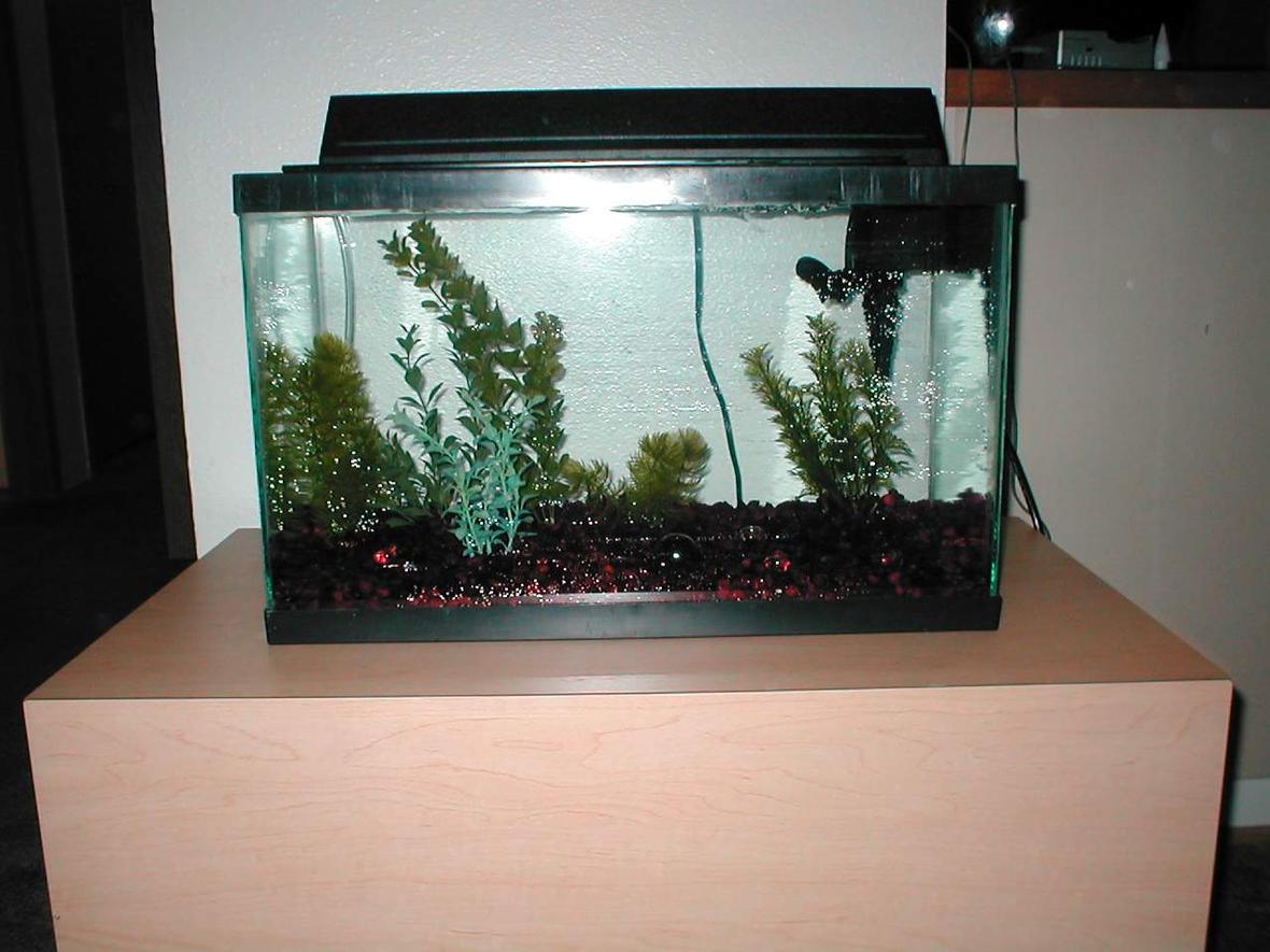 40 gallons freshwater fish tank (mostly fish and non-living decorations) - Full Tank Shoot of my 10 Gallon