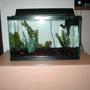40 gallons freshwater fish tank (mostly fish and non-living decorations) - Full Tank Shoot of my 10 Gallon