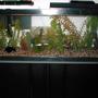 40 gallons freshwater fish tank (mostly fish and non-living decorations) - Rearanged my 40 Gallon