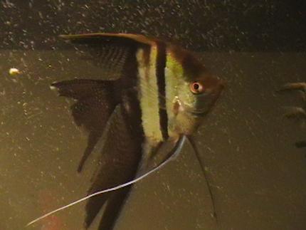 freshwater fish - pterophyllum sp. - koi angel stocking in 100 gallons tank - my fish