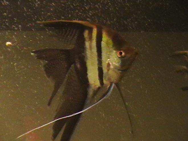 freshwater fish - pterophyllum sp. - koi angel stocking in 100 gallons tank - my fish