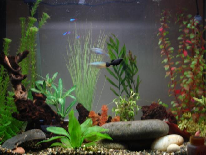 37 gallons freshwater fish tank (mostly fish and non-living decorations) - 37 gallon eclipse