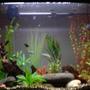 37 gallons freshwater fish tank (mostly fish and non-living decorations) - 2