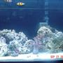 60 gallons reef tank (mostly live coral and fish) - 60 gallon, i have 15 snails 15 hermits 4 emerald crabs 3 green cromis, a pair of false perculas, and one hippo tang (perished) =( 1 yellow tang and 1 sixline wrasse 110 lbs of live fiji rock. i finally have coralline spotting after a sever diatom outbreak. equipment i am using: fluval 404 aqua c remora pro w/ rio 1400 pump w/ surface box 250w heater Orbit Compact Fluorescent Lunar Lights (48" w/4-65 watt) 2 zoomed power head for flow