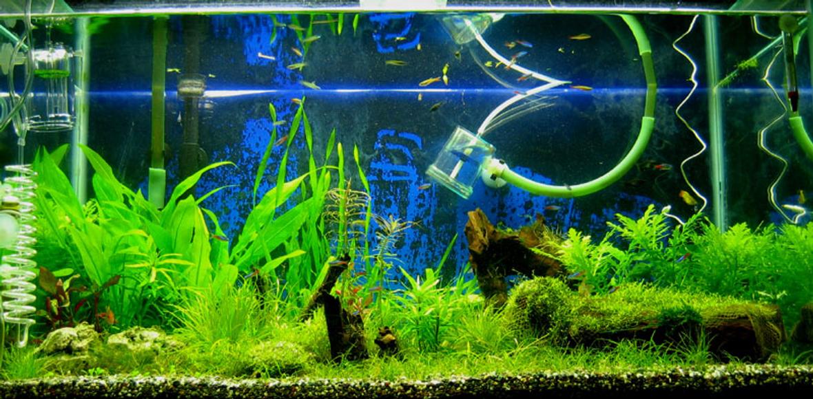 50 gallons planted tank (mostly live plants and fish) - I was about to redo this tank. So I didn't bother to remove the pipes and some other cables while taking pics.